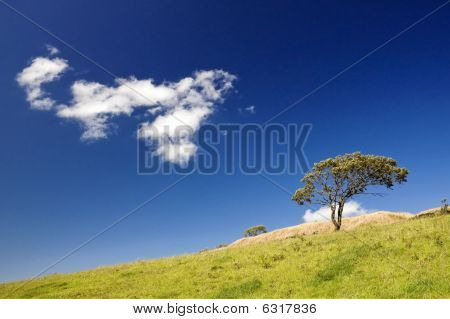 Tree and Hill