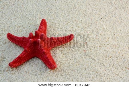 Zeester op strand zand
