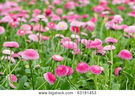 Field of bellis with selective focus