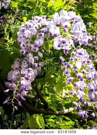 Wisteria Blooms Against Green Leaves