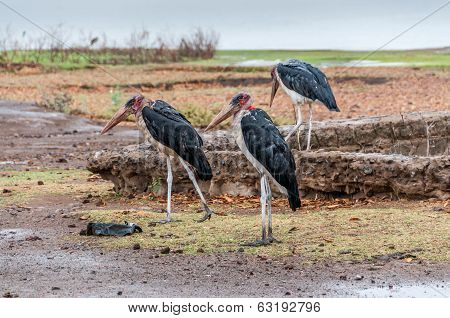 Marabu