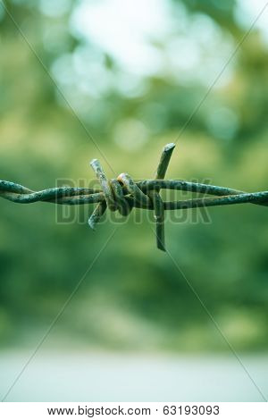 Barbed Wire