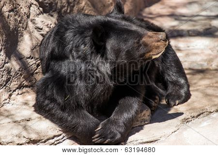Asiatic Black Bear