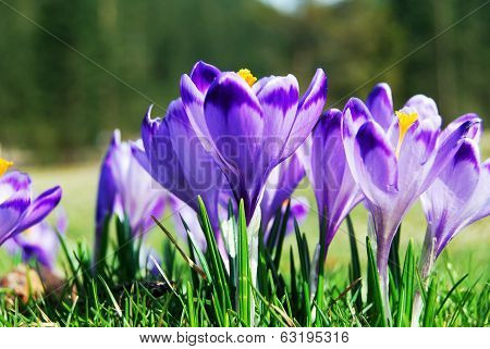 Crocuses Closeup