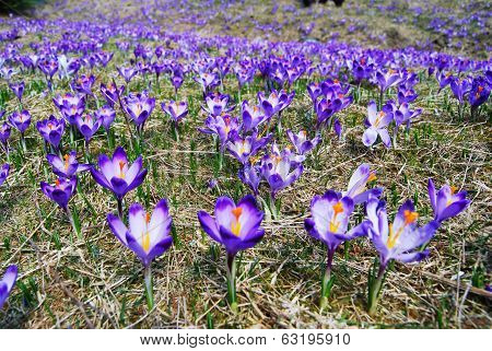 Spring Crocuses Meadow