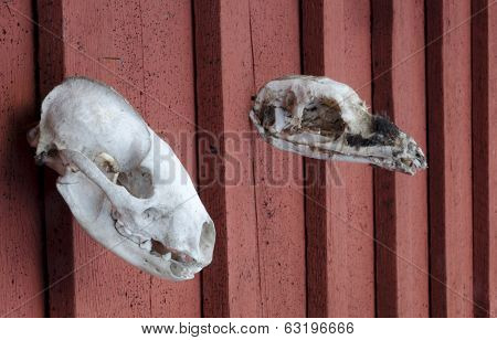 Skulls