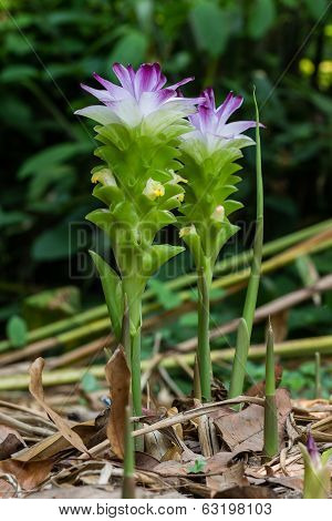 Mango ginger  flower