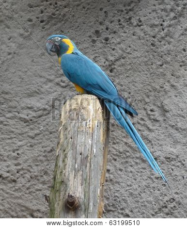 Blue-throated Macaw - Ara Glaucogularis
