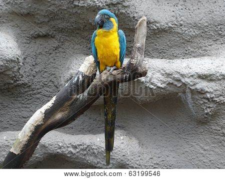 Blue-throated Macaw - Ara Glaucogularis