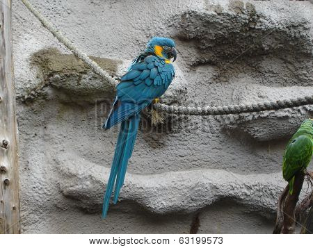 Blue-throated Macaw - Ara Glaucogularis