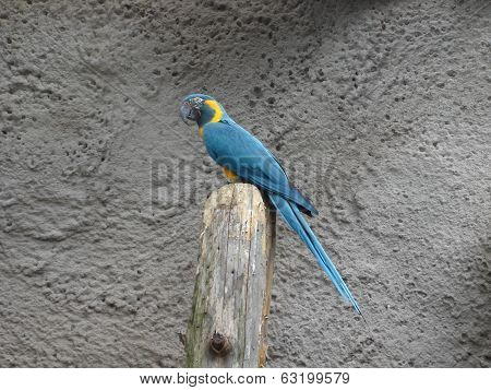 Blue-throated Macaw - Ara Glaucogularis