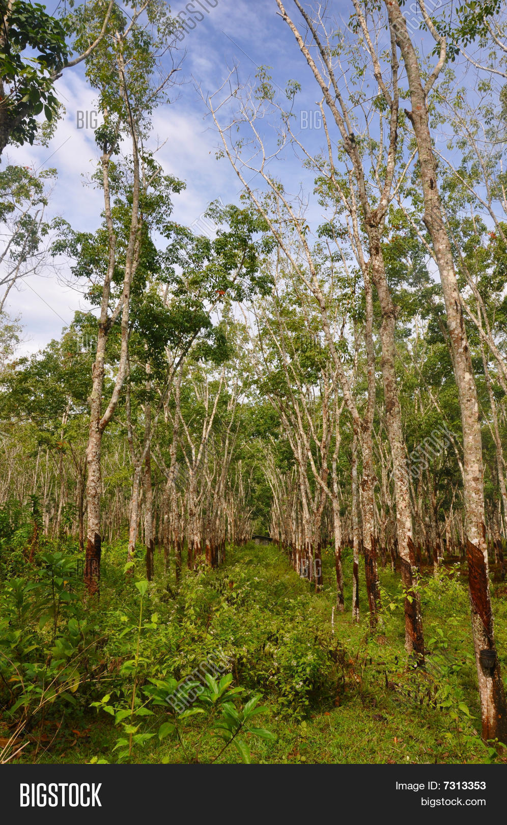 Malaysian Gum Tree Image & Photo (Free Trial) Bigstock