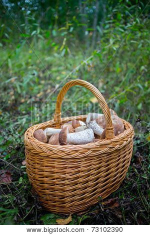 Wicker basket with raw mushrums