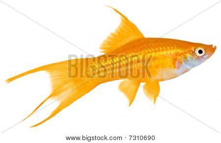 Swordtail ryby