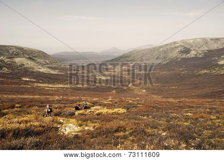 Three (Tsaatan) boys return to their nomadic home. Mongolia.