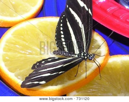ゼブラ Longwing バタフライ