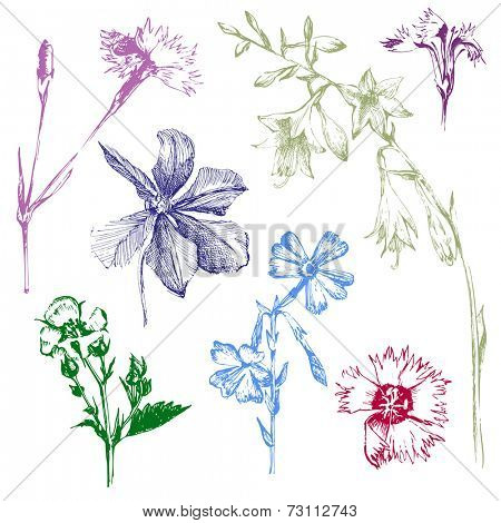 hand drawn spring flowers set
