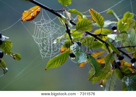 Teia de aranha