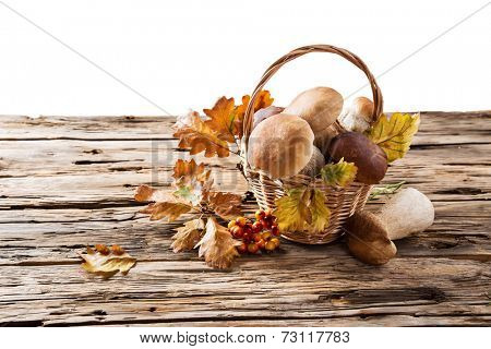 Ceps on wooden table, autumn harvest crop