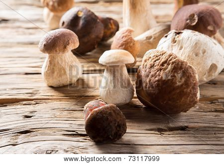 Ceps on wooden table, autumn harvest crop