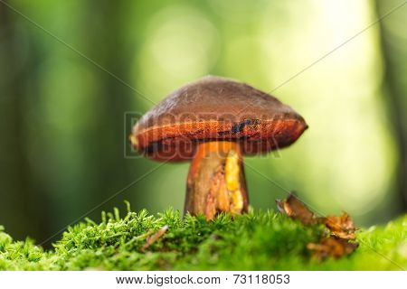 Boletus erythropus in the forest during autumn day