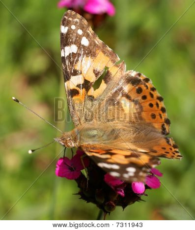 colorate farfalle (Cynthia cardui) mangiare su un fiore