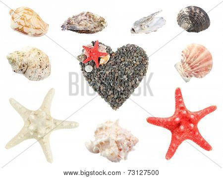 Collage of shells and other beach flotsam isolated on white