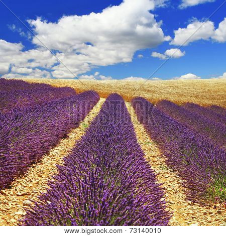 beautiful feelds of blooming lavanda -  Provence, France