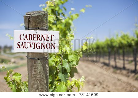Cabernet Sauvignon Sign On Post at the End of a Vineyard Row of Grapes.