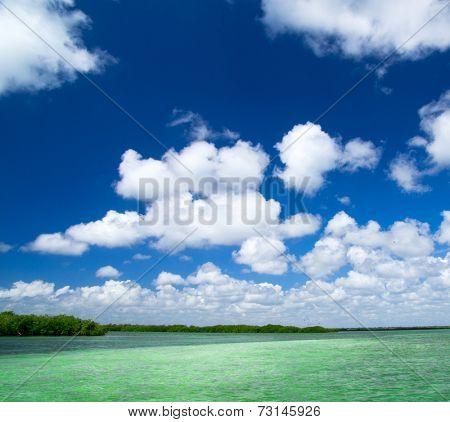 mangrove trees in caribbean sea