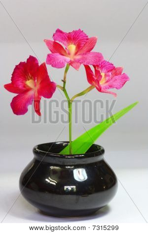orchidée