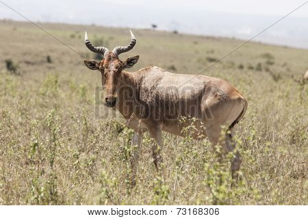 hartebeest grazing in Nairobi National Park