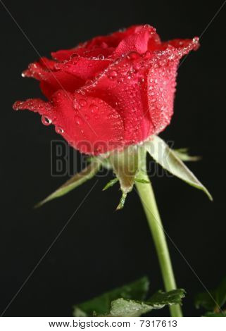 rote rose