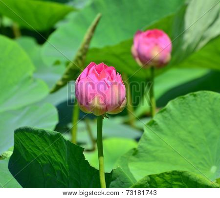 Lotus flower and Lotus flower plants in the pond