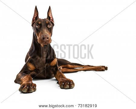 Doberman
