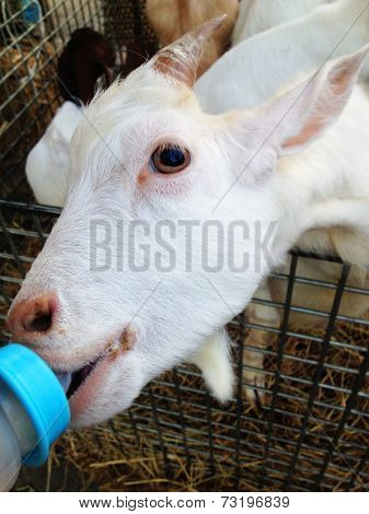 feeding a goat