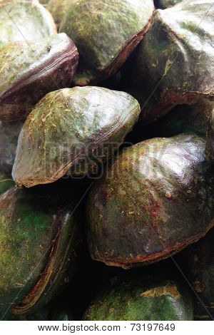 Djenkol bean fruit
