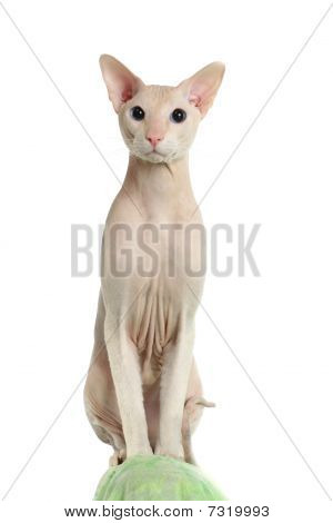 Peterbald gato sem pêlos no sofá verde