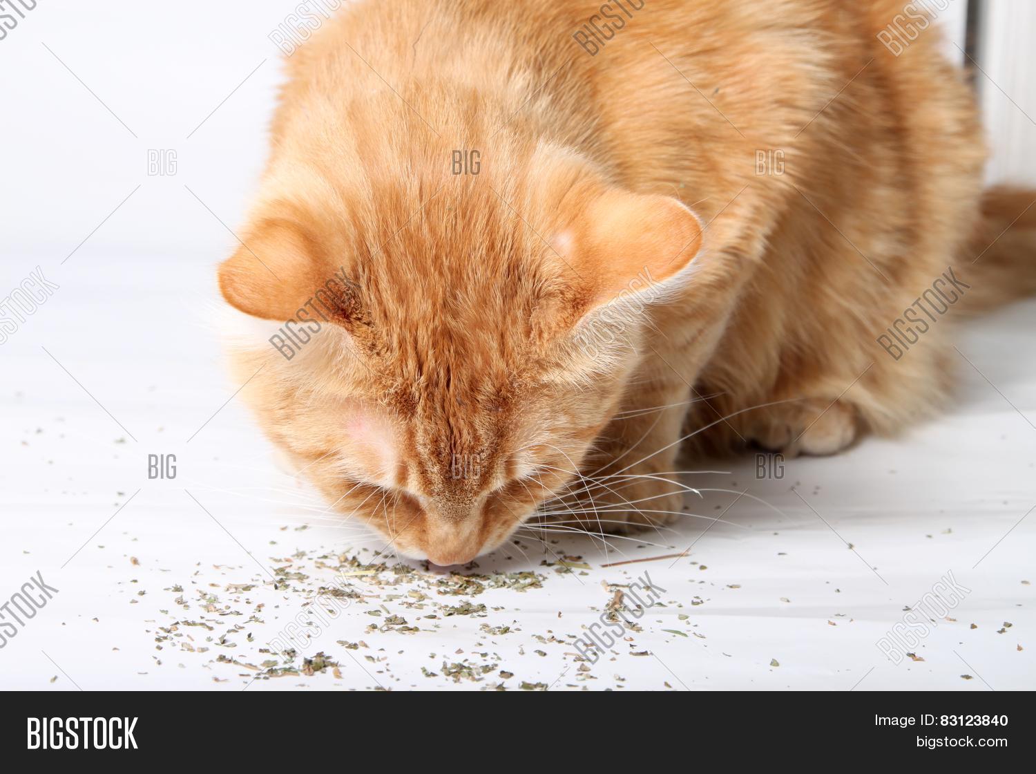 Orange Cat Eating Image & Photo (Free Trial) Bigstock