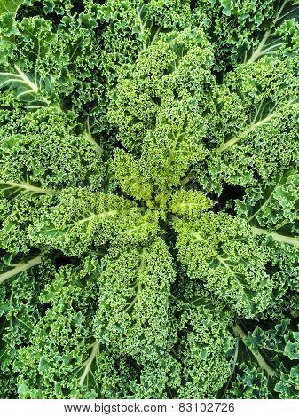 Green Kale Leaves