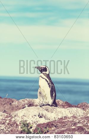 Magellanic Penguin (Spheniscus magellanicus) in Patagonia
