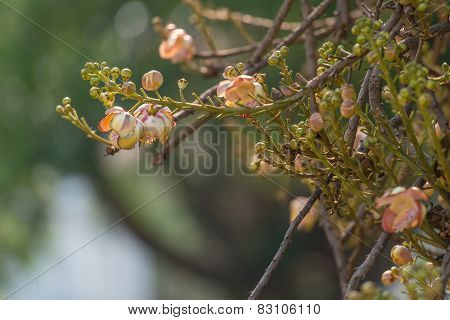 Cannonball Flower