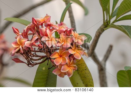 Plumeria Flower