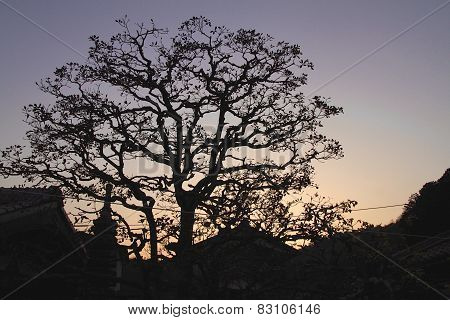 Japanese Tree Silhouette