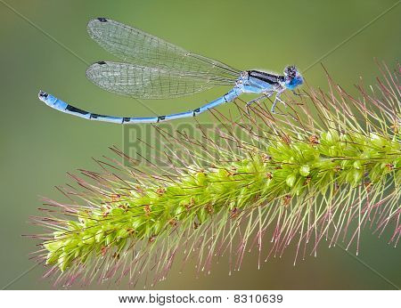 Damselfly โค้งบนสวนภูเขา