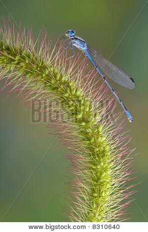 Damselfly บนสวนภูเขา