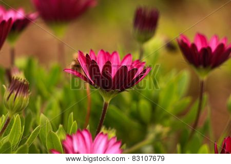 Pink flowers.