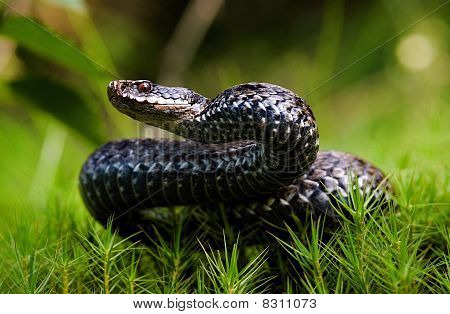 До нападения.