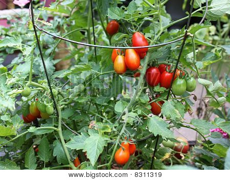 Tomatoe หม้อสวน
