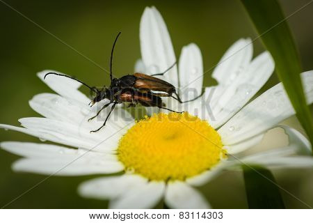 Beetles